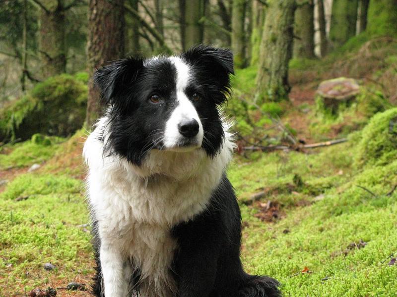 Giá chó Border Collie bao nhiêu, địa chỉ bán Border Collie giá tốt