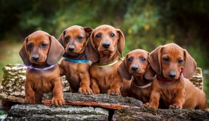 Kinh Nghiệm Mua Chó Dachshund: Chọn “Xúc Xích” Hoàn Hảo