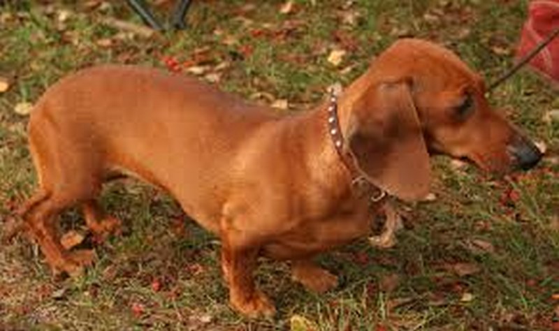 Chó Dachshund: Bí Quyết Nuôi Dưỡng “Chú Xúc Xích” Vui Tính Và Trung Thành