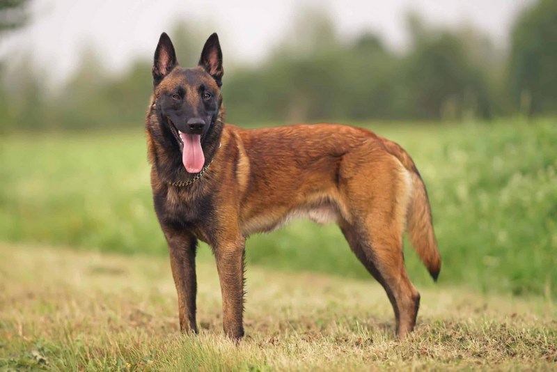 Giống chó Malinois - "Người lính tinh nhuệ" bạn đã biết những gì?