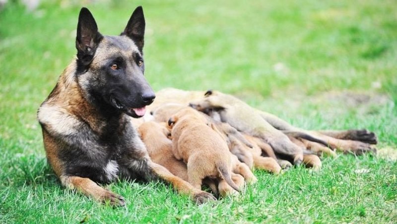 Cách Nuôi Chó Malinois: Chăm Sóc “Người Hùng” Đúng Cách