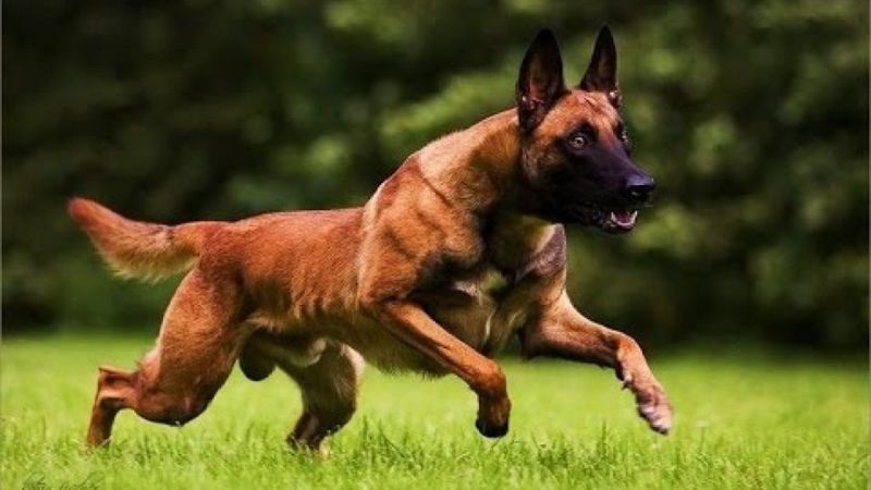 Tìm hiểu về chó Malinois, nguồn gốc, đặc điểm, cách nuôi, giá bán