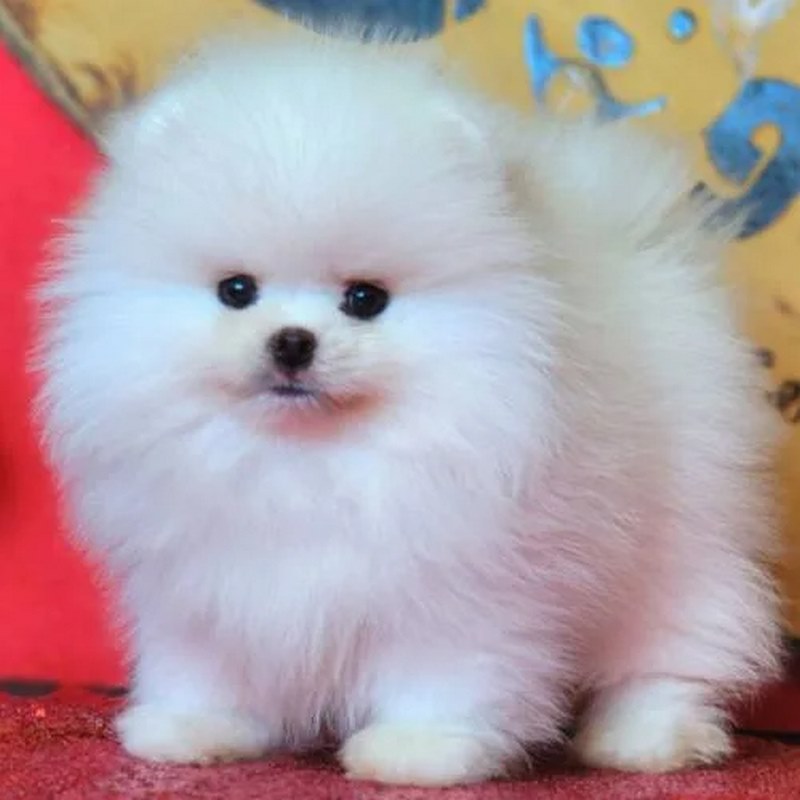 Chó Pom: Hướng Dẫn Toàn Diện Về Nguồn Gốc, Cách Nuôi Và Kinh Nghiệm Mua