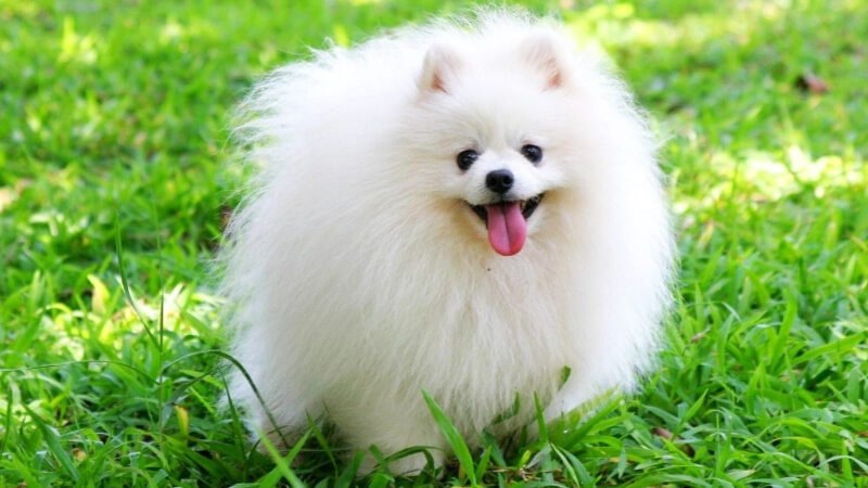 Chó Pom: Hướng Dẫn Toàn Diện Về Nguồn Gốc, Cách Nuôi Và Kinh Nghiệm Mua