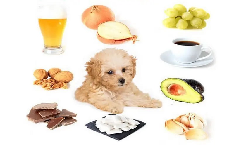 Chó Poodle ăn gì để đảm bảo dinh dưỡng, sức khỏe và bộ lông mượt mà