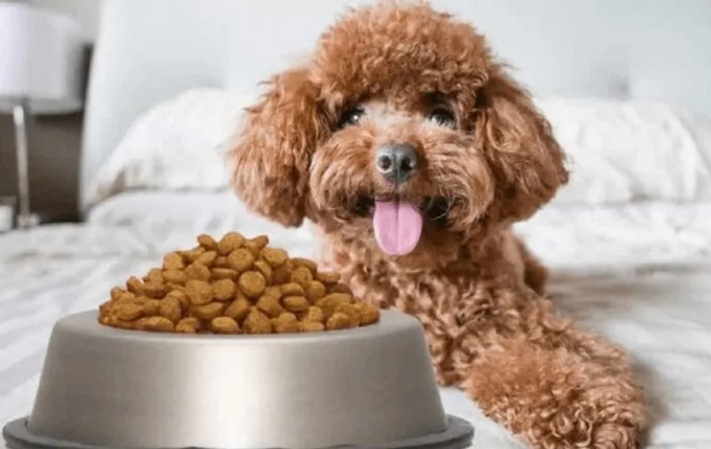 Mẹo bổ sung để Poodle khỏe mạnh