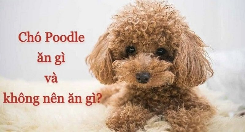 Chó Poodle ăn gì và không nên ăn gì để khỏe mạnh, nhanh lớn