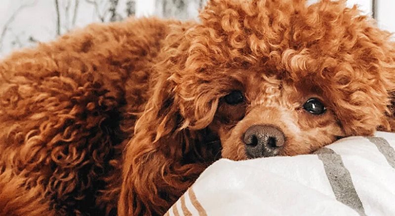 Chu kỳ kinh nguyệt của chó Poodle trong bao lâu? Giải đáp tất tần tật