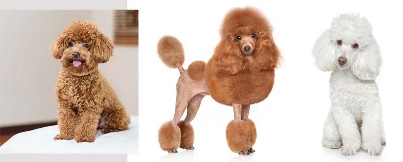 Tên hay cho chó Poodle: Gợi ý độc đáo và ý nghĩa