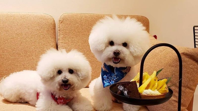 Các Vấn Đề Về Sức Khỏe Chó Bichon Thường Gặp