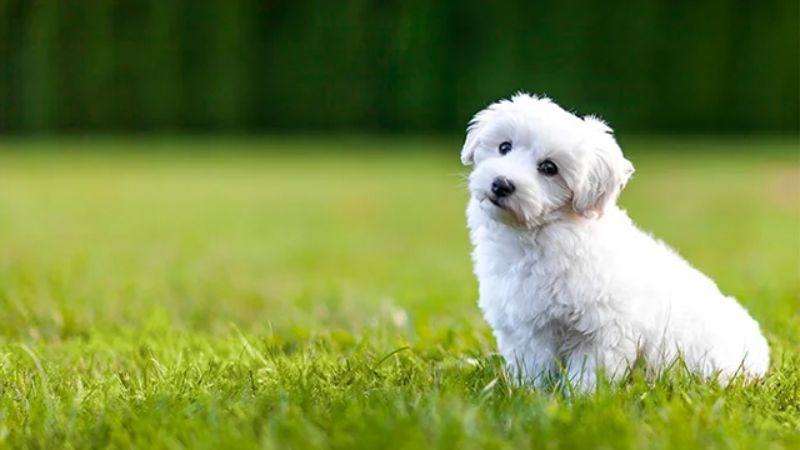 Nguồn gốc chó Bichon, đặc điểm, cách nuôi, giá bán chi tiết