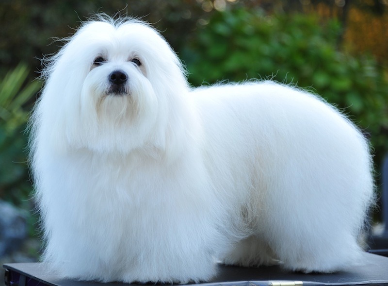 Giá Chó Coton de Tulear