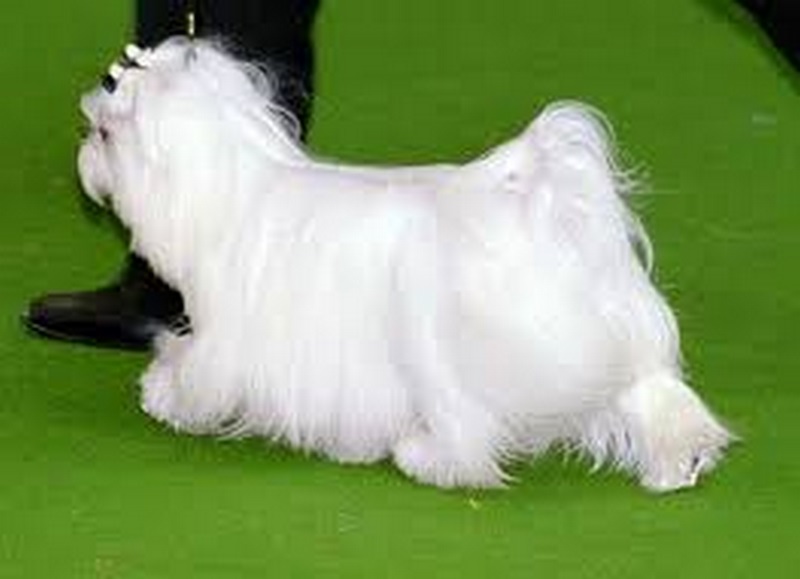 Đặc Điểm Nhận Dạng Chó Coton de Tulear