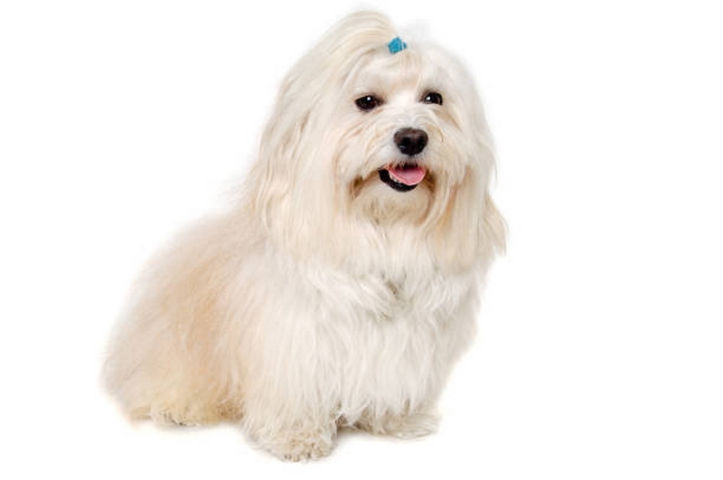 Chó Coton de Tulear giá bán nguồn gốc đặc điểm và tính cách