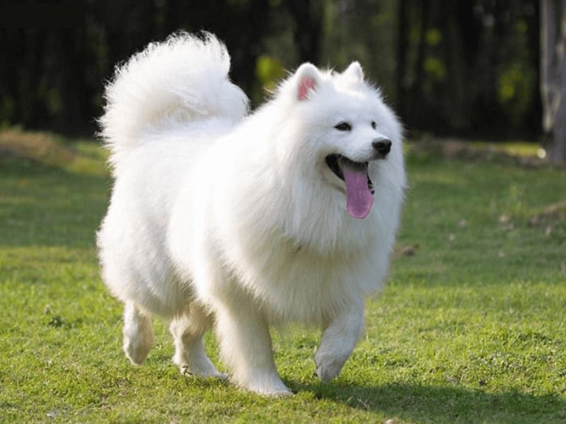 Chó Spitz Nhật ngoan ngoãn, dễ huấn luyện