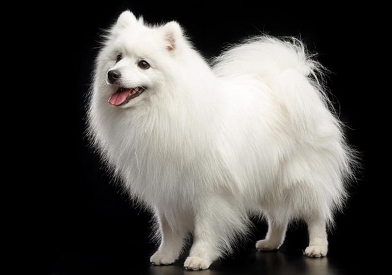 Giống chó Nhật đuôi cuộn Japanese Spitz có đặc điểm nào nổi bật?