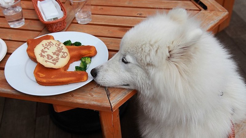 Chế độ ăn uống của Samoyed trong mỗi bữa ăn phải cung cấp đủ các chất dinh dưỡng cần thiết, nhất là protein