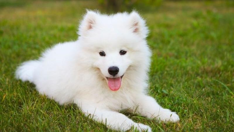 Các vấn đề về sức khoẻ chó Samoyed thường gặp