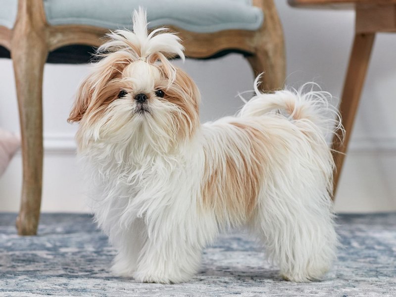 Tùy vào nơi sinh sản và mức độ thuần chủng mà chó Shih Tzu có giá khác nhau