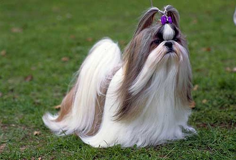 Đặc điểm tính cách chó Shih Tzu