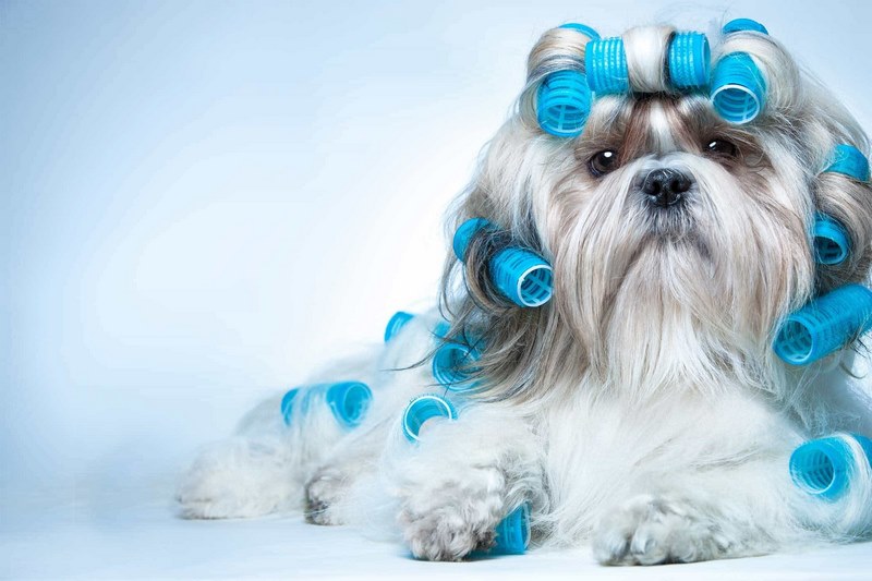 Tìm hiểu giống chó Shih Tzu, đặc điểm, cách nuôi chó chi tiết