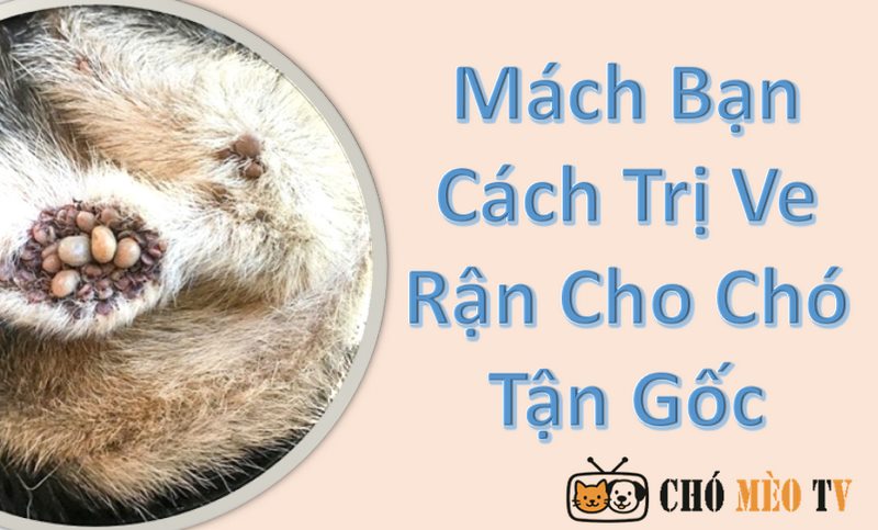 Mách Bạn Cách Trị Ve Rận Cho Chó Tận Gốc