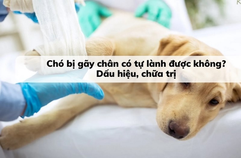 Khi chó bị gãy chân có tự lành được không?