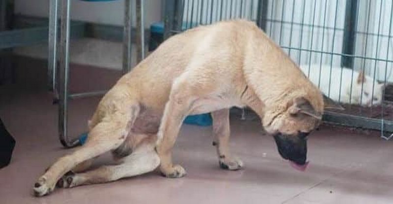Cách Chữa Chó Bị Gãy Chân