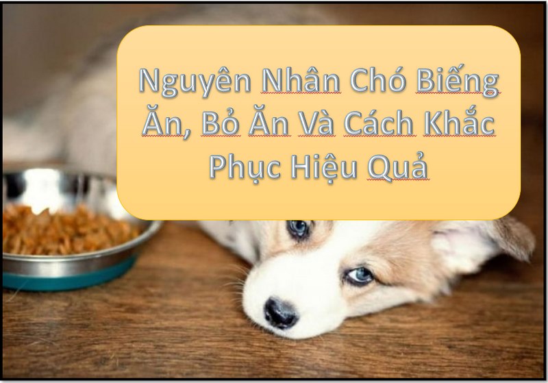 Nguyên Nhân Chó Biếng Ăn, Bỏ Ăn Và Cách Khắc Phục Hiệu Quả