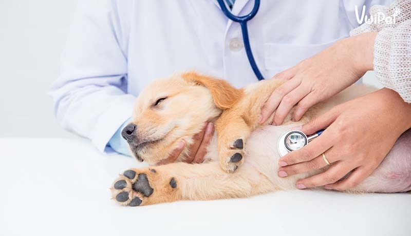 Cách Khắc Phục Tình Trạng Chó Biếng Ăn
