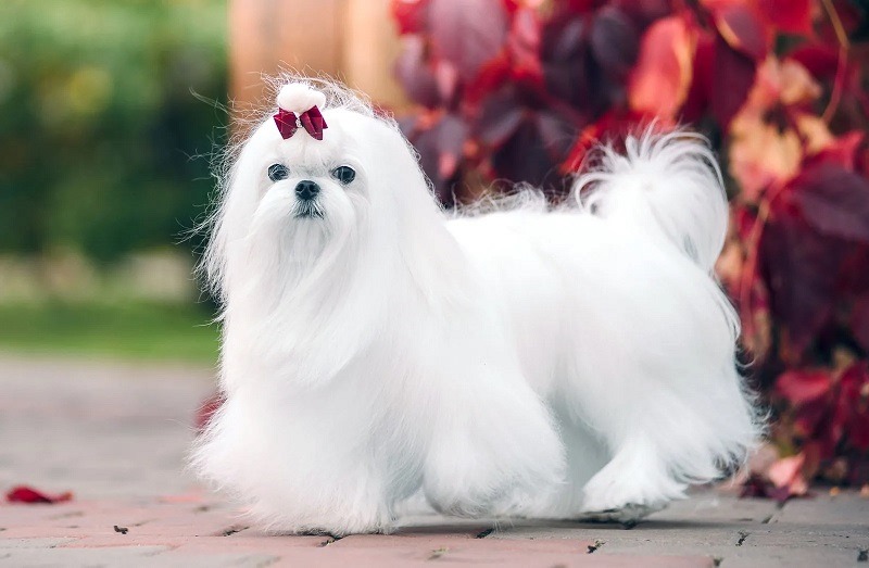 Chó Maltese - Giống chó quý tộc trắng tuyết như thần tiên