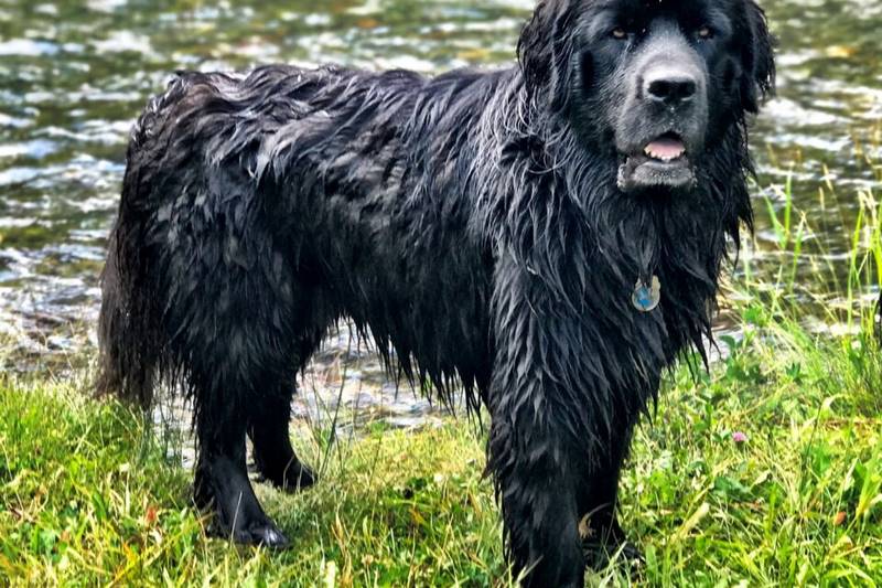 Giống chó Newfoundland | Nguồn gốc, Lịch sử, Tính cách nổi bật