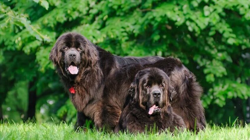 Chăm sóc chó Newfoundland như thế nào?