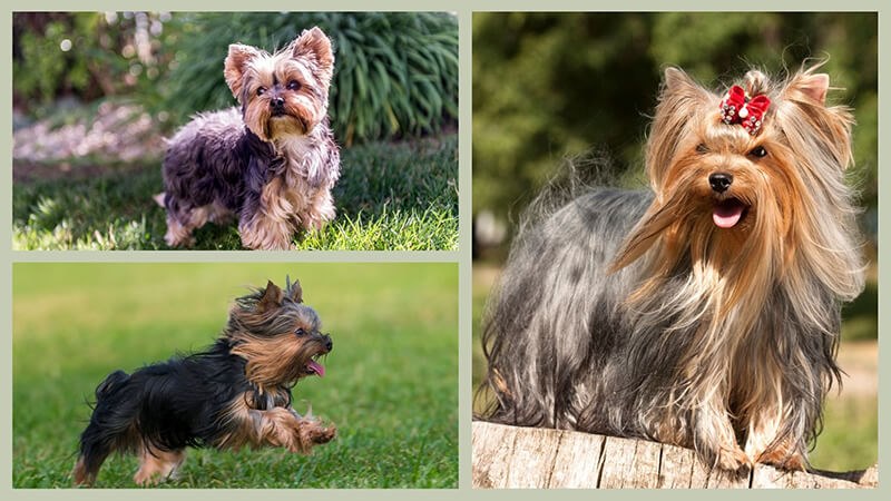 Cách Chăm Sóc Chó Yorkshire Terrier