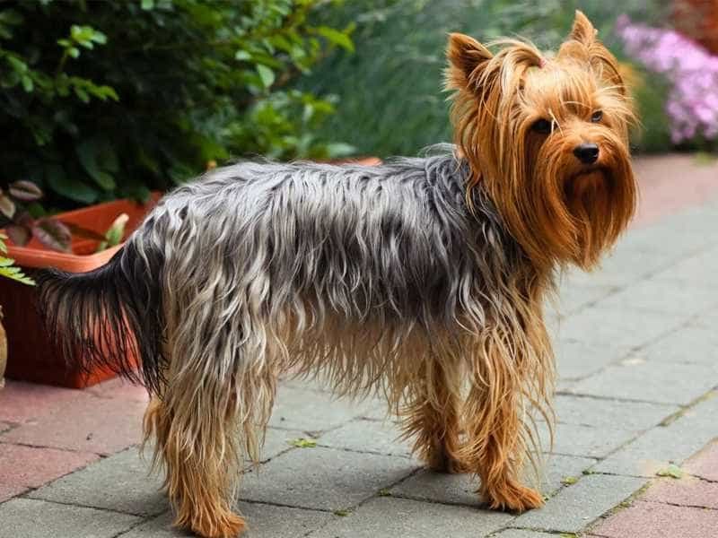 Kinh nghiệm mua bán Chó Yorkshire Terrier