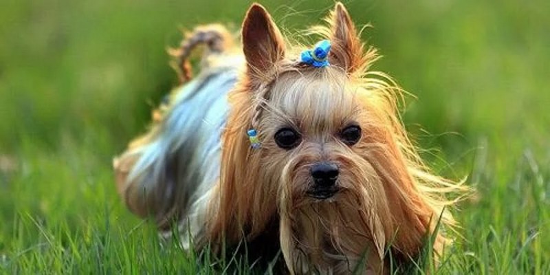 Từ A-Z về cách nuôi, kinh nghiệm chăm sóc CHÓ YORKSHIRE