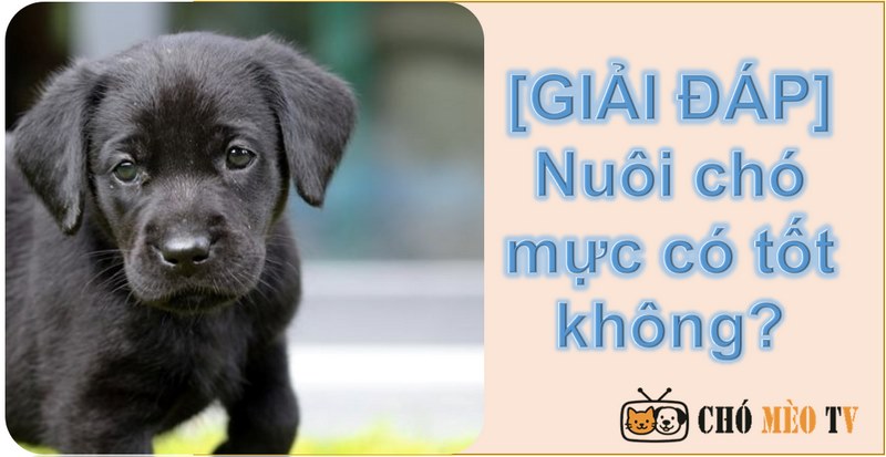 [GIẢI ĐÁP] Nuôi chó mực có tốt không? Cần lưu ý gì khi nuôi?