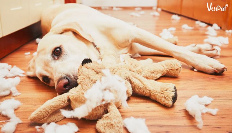 Cách Trị Chó Hay Cắn Đồ