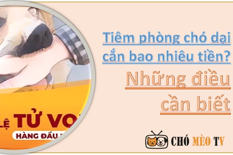 Tiêm phòng chó dại cắn bao nhiêu tiền? Những điều cần biết