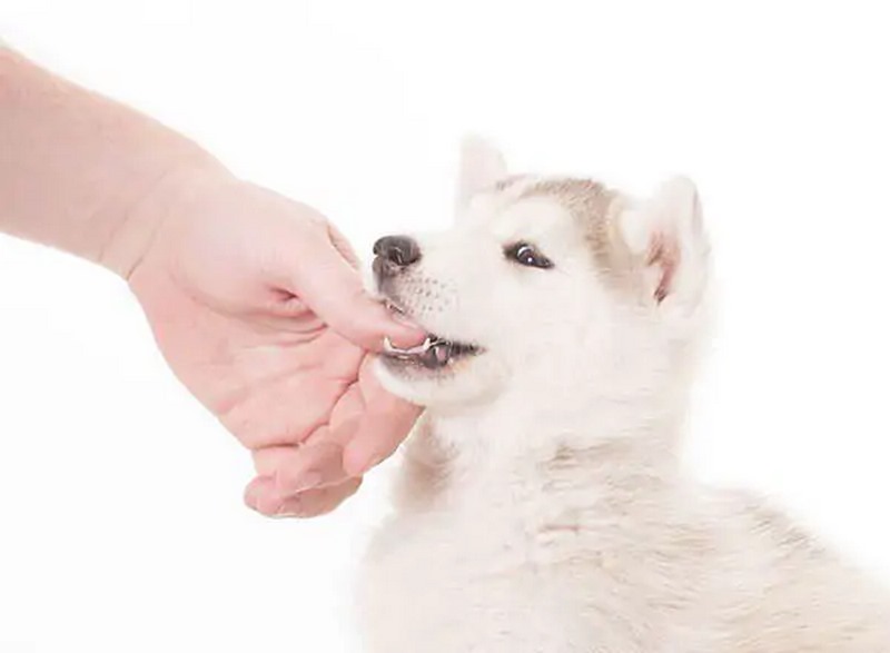 Các Trường Hợp Cần Tiêm Phòng Dại