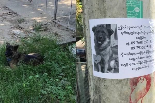 Các Biện Pháp Phòng Ngừa Chó Đi Lạc