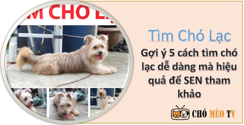 Gợi ý 5 cách tìm chó lạc dễ dàng mà hiệu quả để SEN tham khảo