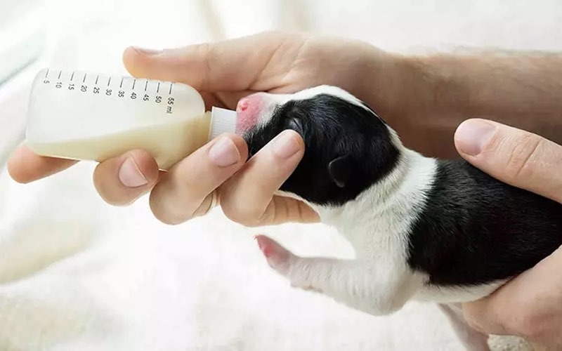 Làm Thế Nào Để Chăm Sóc Chó Con Trong Giai Đoạn Sơ Sinh?